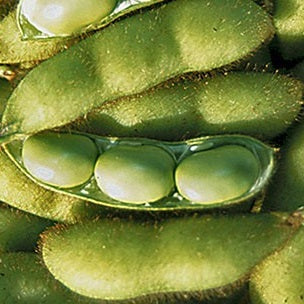 Envy Soybean organic Sow Diverse