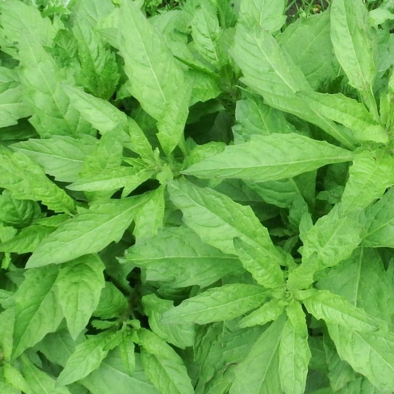 Epazote seeds dysphania ambrosioides organic seeds @ sowdiverse.ie