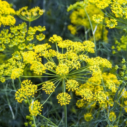 Common Fennel organic Sow Diverse
