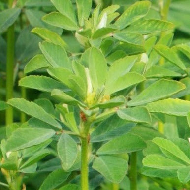 Fenugreek organic Sow Diverse