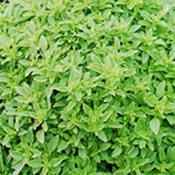 Fine Verde Basil Sow Diverse