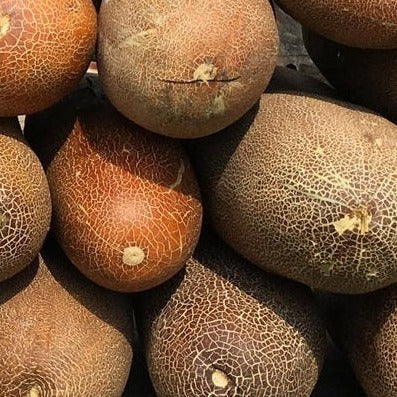 Gagon Cucumber Sow Diverse