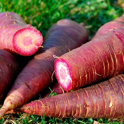 Gniff Carrot Red organic Sow Diverse