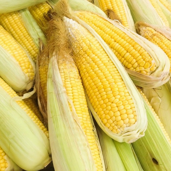 Golden Midget corn organic Sow Diverse