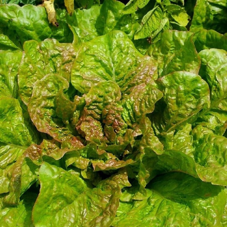 Grasse de Morges Lettuce organic Sow Diverse