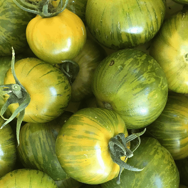 Green Zebra tomato organic Sow Diverse