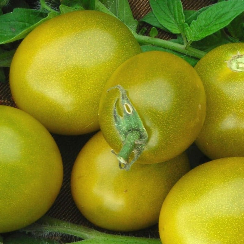 Green Grape Tomato organic Sow Diverse