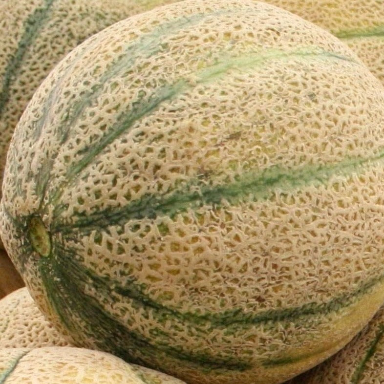 Hales Best Melon cantaloupe organic Sow Diverse