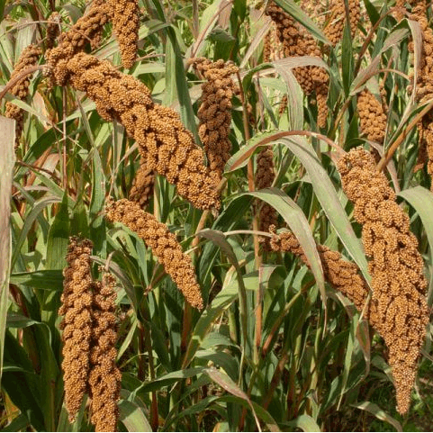 Hell's Canyon Millet organic Sow Diverse