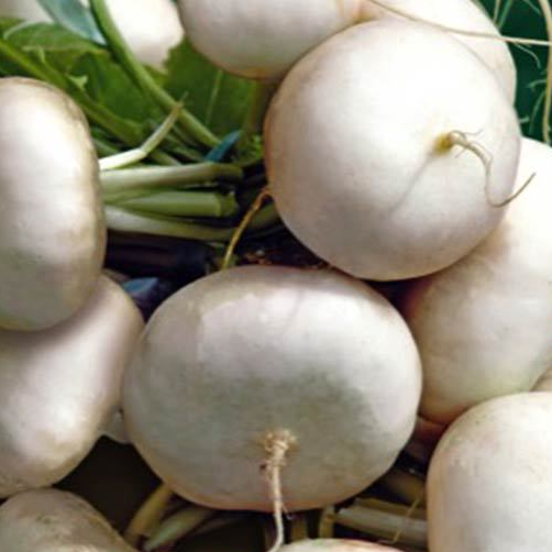 Holland White Flat Turnip Sow Diverse