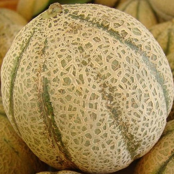 Honey Rock Melon organic Sow Diverse