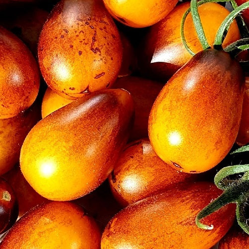 Indigo Pear Drops Tomato Sow Diverse