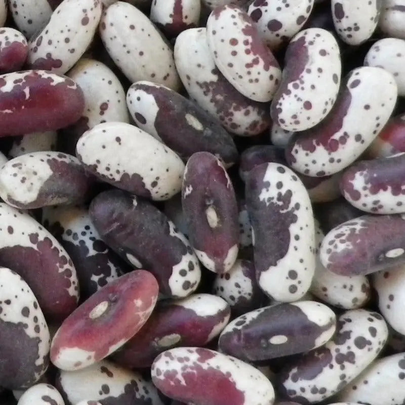 Jacobs Cattle Bush Dried Bean organic Sow Diverse