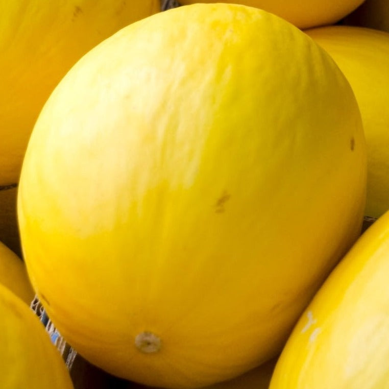 Jaune Canari Melon Sow Diverse
