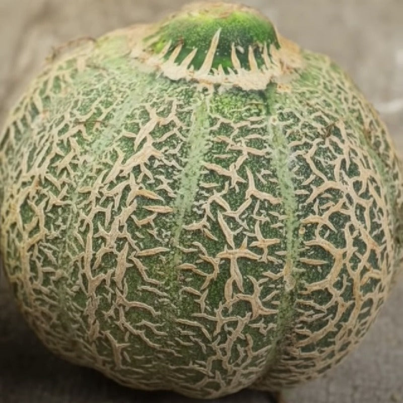 Jenny Lind Melon organic Sow Diverse