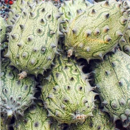 Kiwano or horned melon Sow Diverse