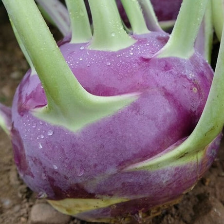 Kolhrabi DYNA organic Sow Diverse