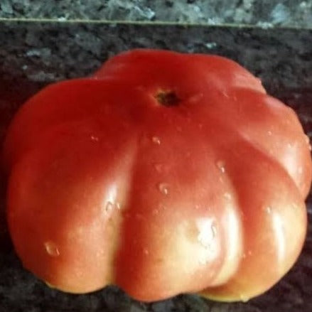 lloret Tomato organic Sow Diverse