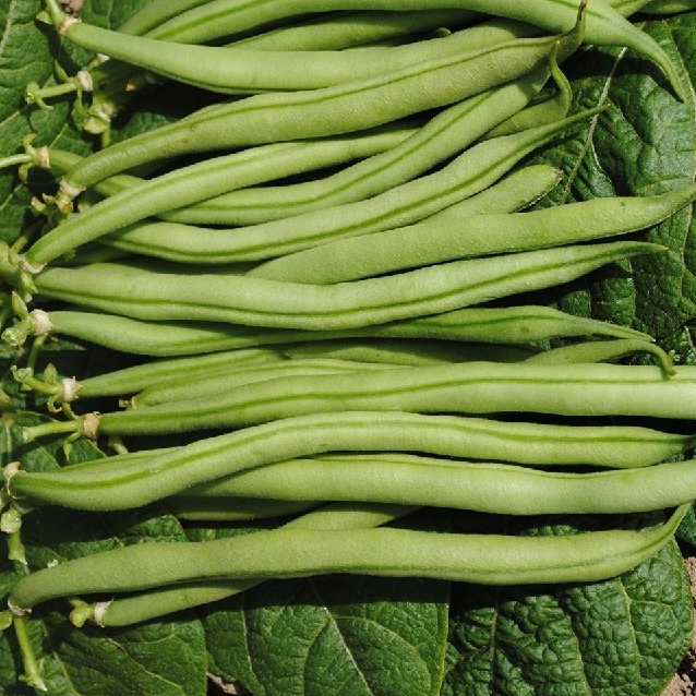 La Victoire Dwarf French Bean organic Sow Diverse