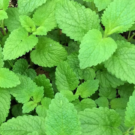 lemon balm melissa officinalis seeds @ sowdiverse.ie
