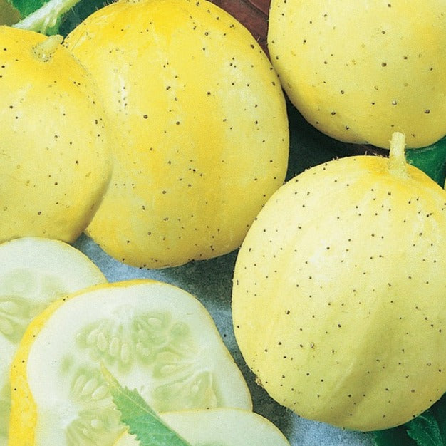 Lemon cucumber organic Sow Diverse