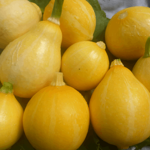 Lemon Squash seeds heirloom @,Sow Diverse