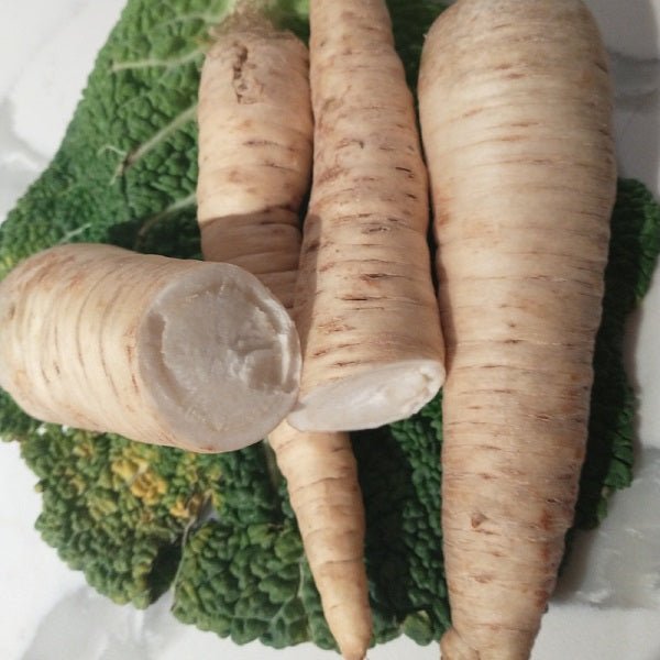 Holkruin parsnip seeds organic  heirloom