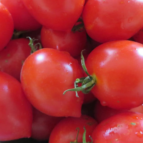 Mallorca Hanging Tomato organic Sow Diverse