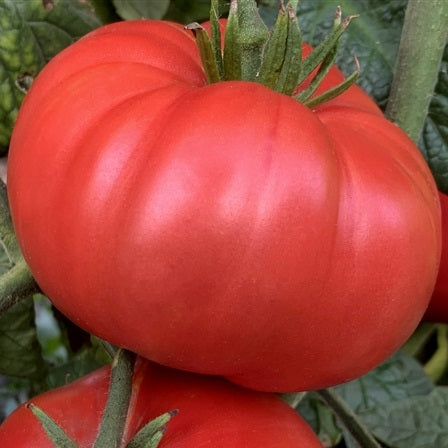 Marianna's Peace Tomato organic Sow Diverse