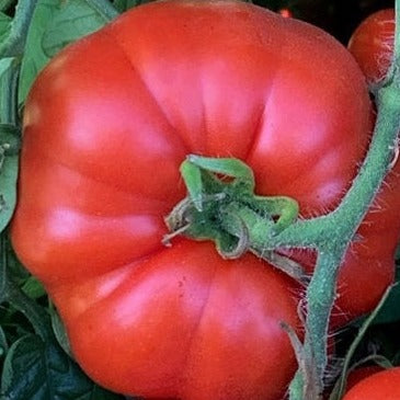 Marmande Tomato organic Sow Diverse