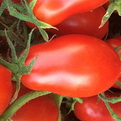 Martino's roma tomato heirloom seeds @sowdiverse.ie
