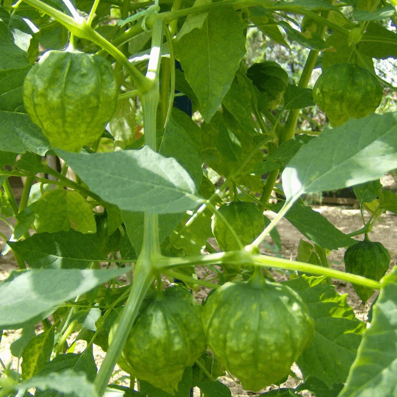 Mexican Husk Tomatillo Sow Diverse
