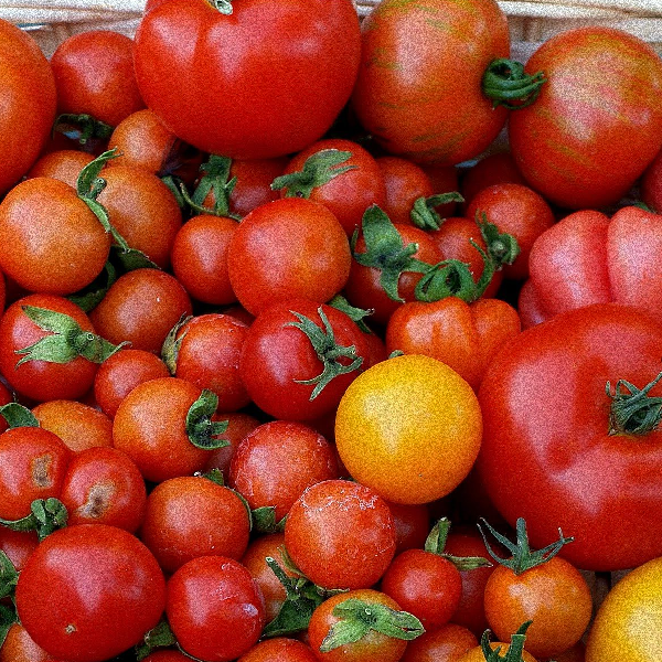 Mixed harvest tomatoes organic Sow Diverse