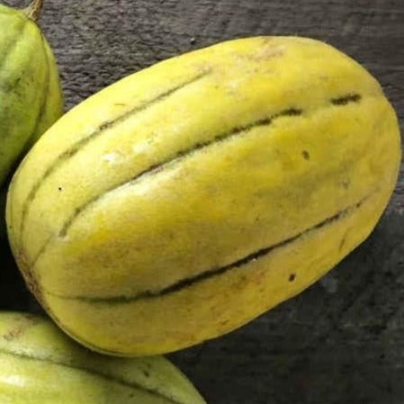 Navajo Yellow Melon organic Sow Diverse