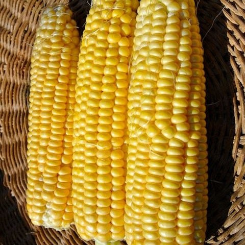 New Mama Super Sweet Sweet Corn organic Sow Diverse