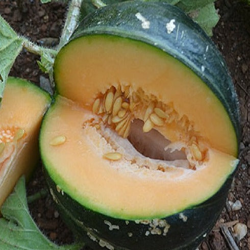 Noir De Carmes Melon organic Sow Diverse