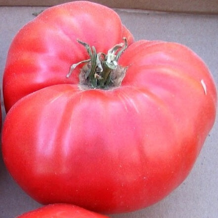 omars lebanese tomato seeds heirloom @ sowdiverse.ie