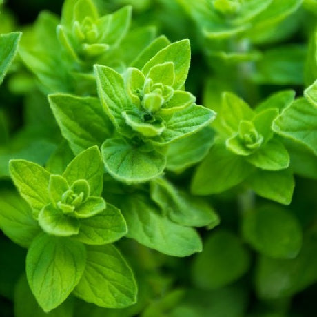 Oregano common organic Sow Diverse