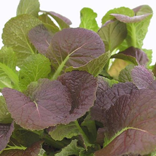 Osaka Ségal Mustard Greens organic Sow Diverse