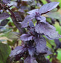 Osmin Basil Sow Diverse