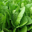 Parris Island Cos Lettuce Sow Diverse