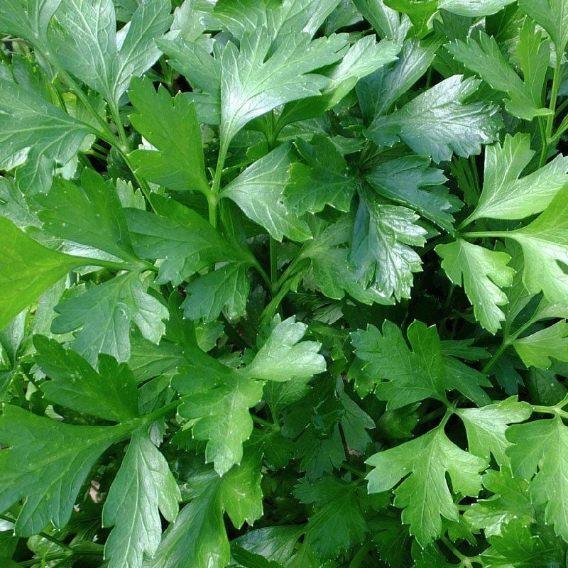 Italian Giant parsley Sow Diverse