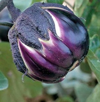 pink aubergine seeds @ sowdiverse.ie