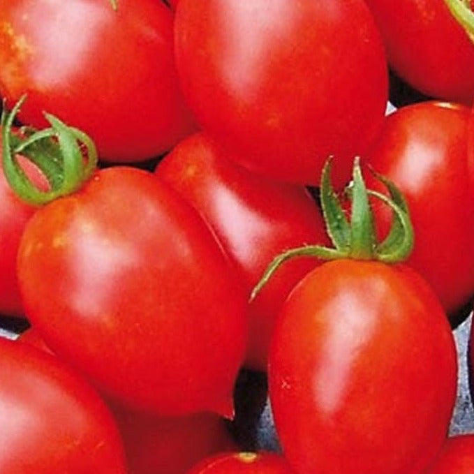 Principe Borghese Tomato organic Sow Diverse