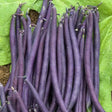 Purple Teepee Dwarf French Bean Sow Diverse