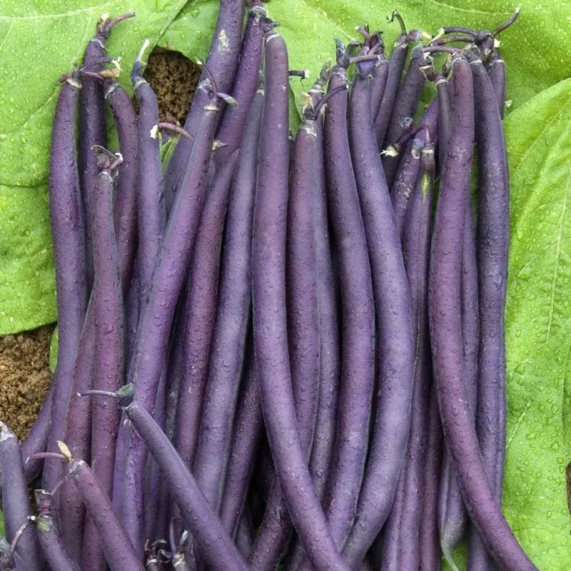 Purple Teepee Dwarf French Bean Sow Diverse