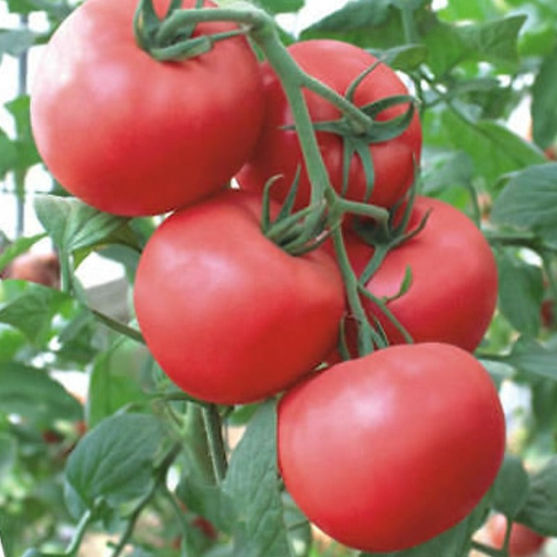 Raspberry Coloured Container Tomato organic Sow Diverse