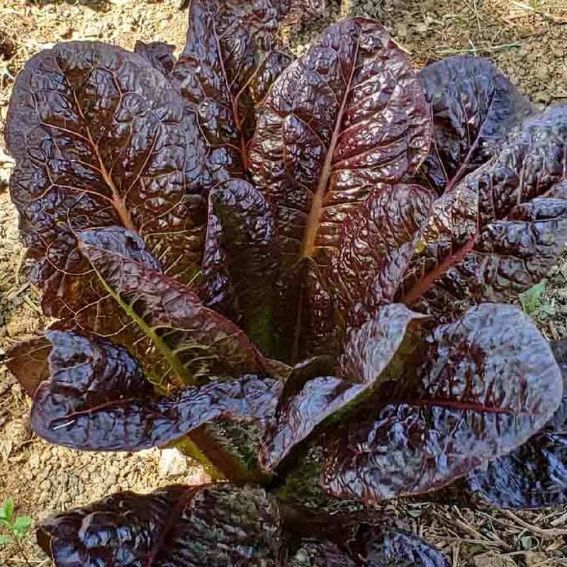 Red Romaine Cos Lettuce Sow Diverse
