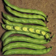 Reina Mora Broad Bean organic Sow Diverse