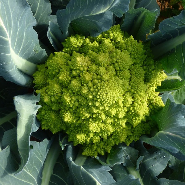 Romanesco cauliflower seeds organic @ sowdiverse.ie